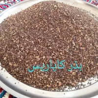بذر کاپاریس یا کهورگ