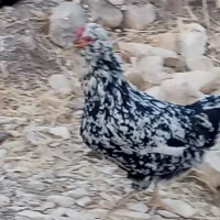 مرغ و خروس گلین