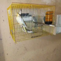 عروس هلندی مولد