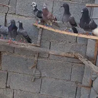 جوجه پلاکی