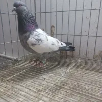 سینه سیاه سینه سبز|پرنده|مشهد, نوید|دیوار