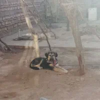 توله دورگ پژدر سرابی