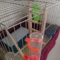 قفس پرنده|لوازم جانبی حیوانات|شاهین‌شهر, گرگاب|دیوار