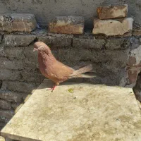 کفتر نوک قنار|پرنده|فردیس, شهرک شهید حسینی|دیوار