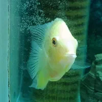 گوپی . سوروم زرد ماهی آکواریومی