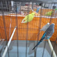 مرغ عشق با قفس و وسایل اضافی