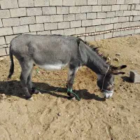 نر خر فروشی|حیوانات مزرعه|سده (خراسان جنوبی), |دیوار