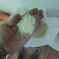 برنج هاشمی وصدری|عمدهفروشی|تهران, شهرک دانشگاه|دیوار