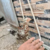 مرغ لاری|حیوانات مزرعه|نیمروز, |دیوار