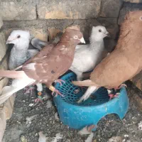 کفتر