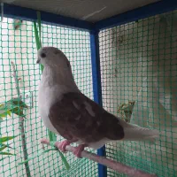 کبوتر نوک ریز/ نوک قنار کتی