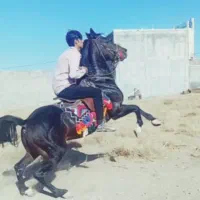 نریون ۸ سال