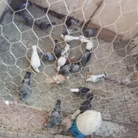 پرنده