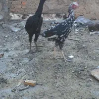 مرغ لاری|حیوانات مزرعه|ری, تصفیه خانه|دیوار