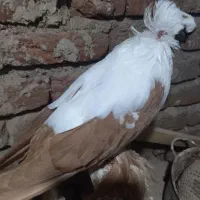 کبوتر ککیلی یاتاق کوگچح