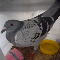 کبوتر پولکی