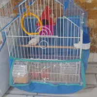 فنج نروماده