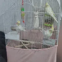 قفسه پرنده