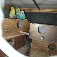 ۳جفت مرغ عشق رنگین کمانی وزرد هلندی خوشکل|پرنده|کرمان, |دیوار