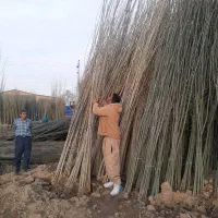 پخش انواع نهالهای درجه یک وباکفیت|گل و گیاه طبیعی|مراغه, |دیوار