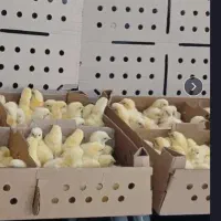 ارسال جوجه شرکت نعیم، ۳۰۸ مستقیم