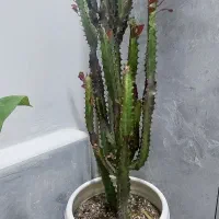 گل کاکتوس افوربیا به همراه گلدان بزرگ سرامیکی