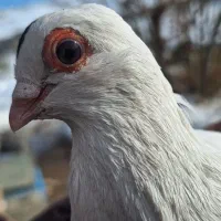 لوتی قرمزگوز