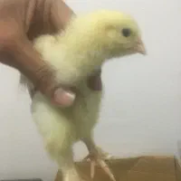 جوجه برهما وارداتی غول پیکر پاپر