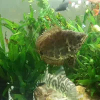 گورامی برگی|ماهی|رشت, اسماعیل آباد|دیوار