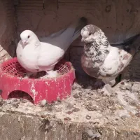 کبوتر شق شقی