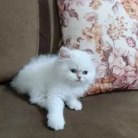 سرپرستی گربه پرشین عروسکی|گربه|ارومیه, |دیوار