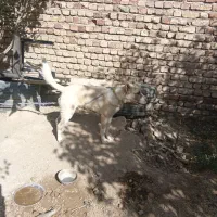 سگ سراب