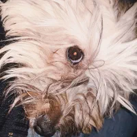 واگذاری رایگان|سگ|تهران, تهرانپارس غربی|دیوار