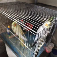 عروس هلندی|پرنده|مشکین‌دشت, |دیوار