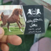اسب باشگاه سوارکاری نعل