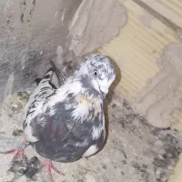 کبوتر|پرنده|بومهن, |دیوار