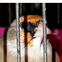 سهره چونه سفید|پرنده|پاکدشت, پاکدشت (مامازند)|دیوار