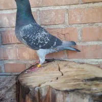 فروش پلاکی|پرنده|مسجد سلیمان, |دیوار