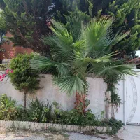 درخت پالم ۵ساله فروشی