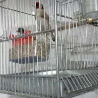 نرخوشکل وخوش صدا یک ساله