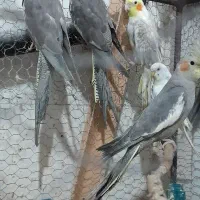 عروس هلندی سخنگو|پرنده|فاضل آباد, |دیوار