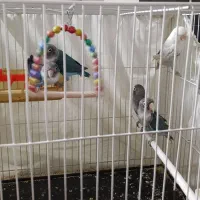 پنج عدد کوتوله برزیلی ابی کاربنی  یک عدد هم سفید