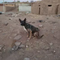 سلام معاوضه سگ با کفتر|سگ|مشهد, رده|دیوار