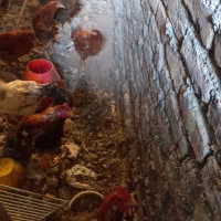 جوجه ۱۰ماهه|حیوانات مزرعه|مشهد, شهرک مطهری|دیوار