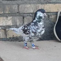 خال افشون