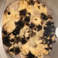 جوجه اردک اسرائیلی (روسی)