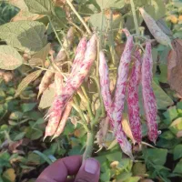 بذر لوبیا زودرس 70 الی 75 روزه