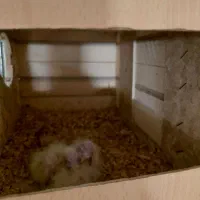 حراج عروس هلندی ماده|پرنده|شیراز, پودنک|دیوار