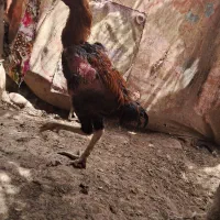 فروش خروس لاری اصیل