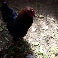 چند مرغ برهمایی وپاپری جهت فروش